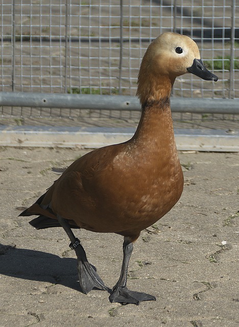 奥运冠军